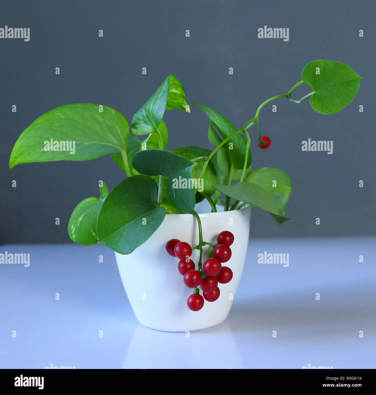 A isolated plant in a pot Stock Photo