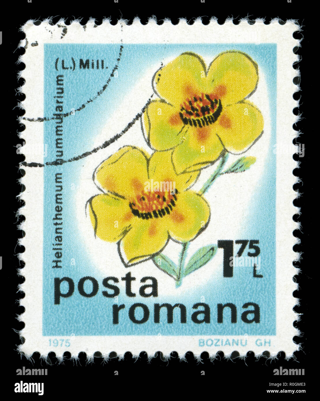 Postage stamp from Romania in the  Flowers 1975 series Stock Photo