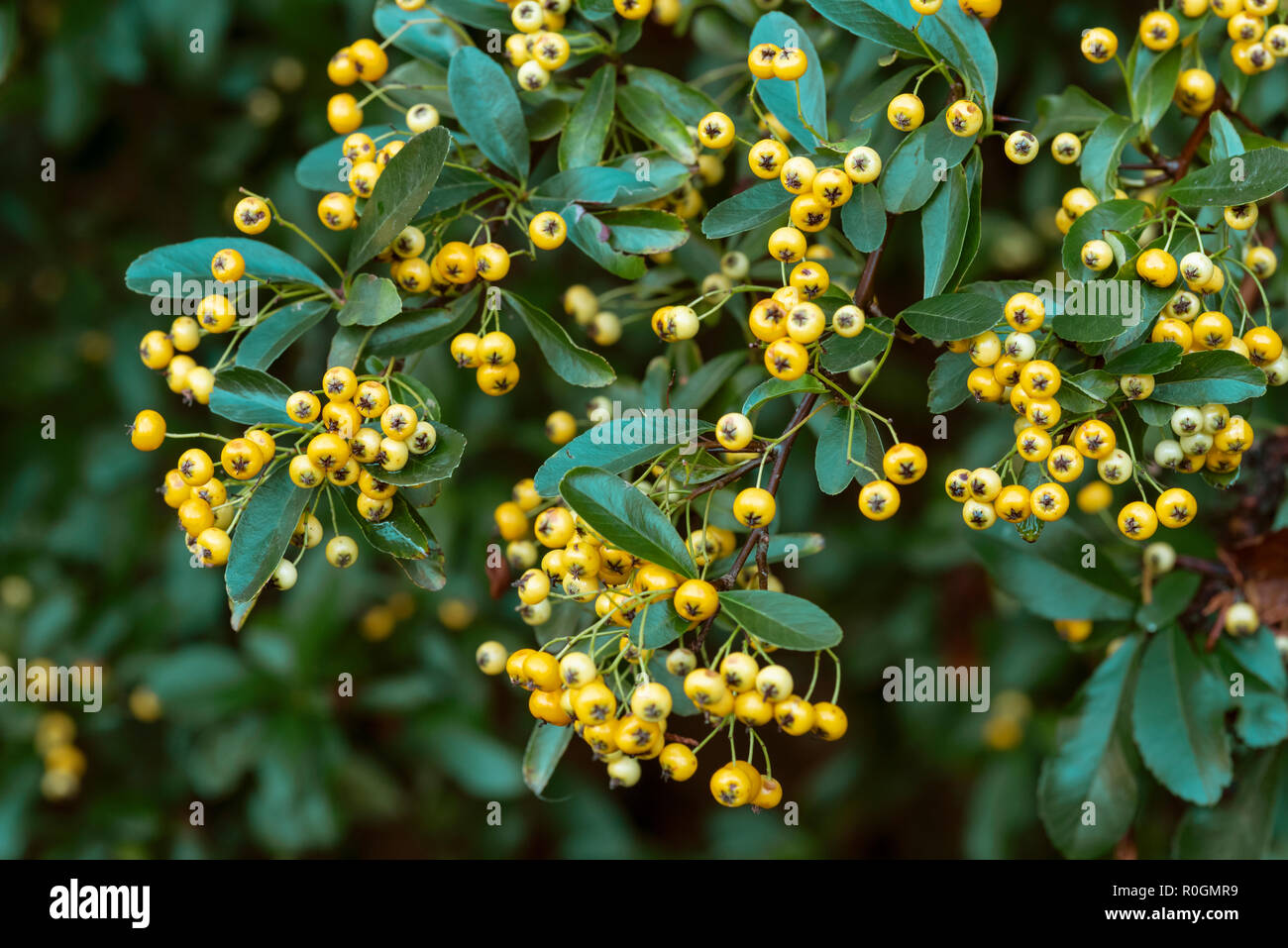 Pyracantha Saphyr Jaune Cadaune, firethorn, Rosaceae. Yellow berries, autumnal fruits. Stock Photo