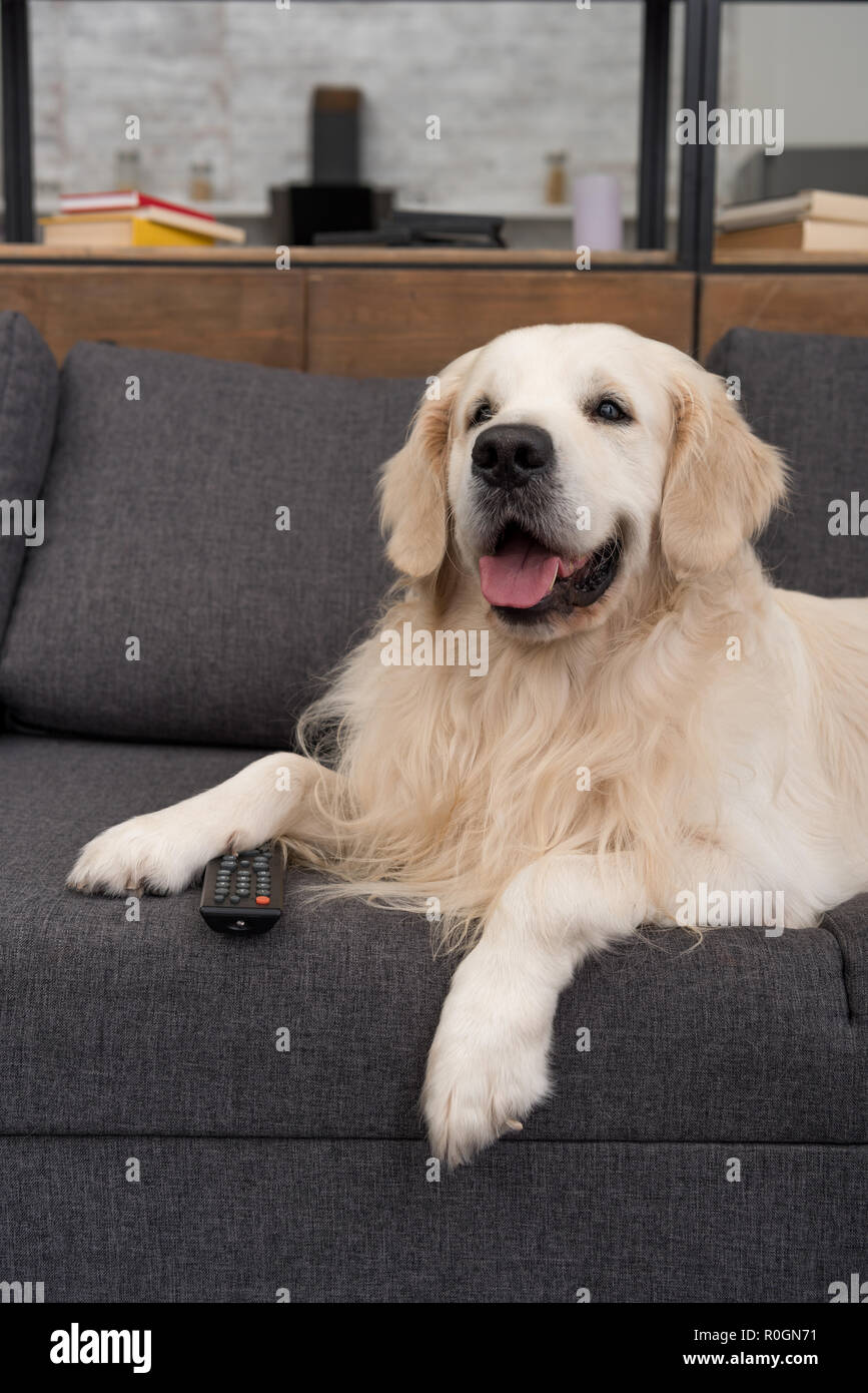 cute golden retriever lying on couch with tv remote control Stock Photo