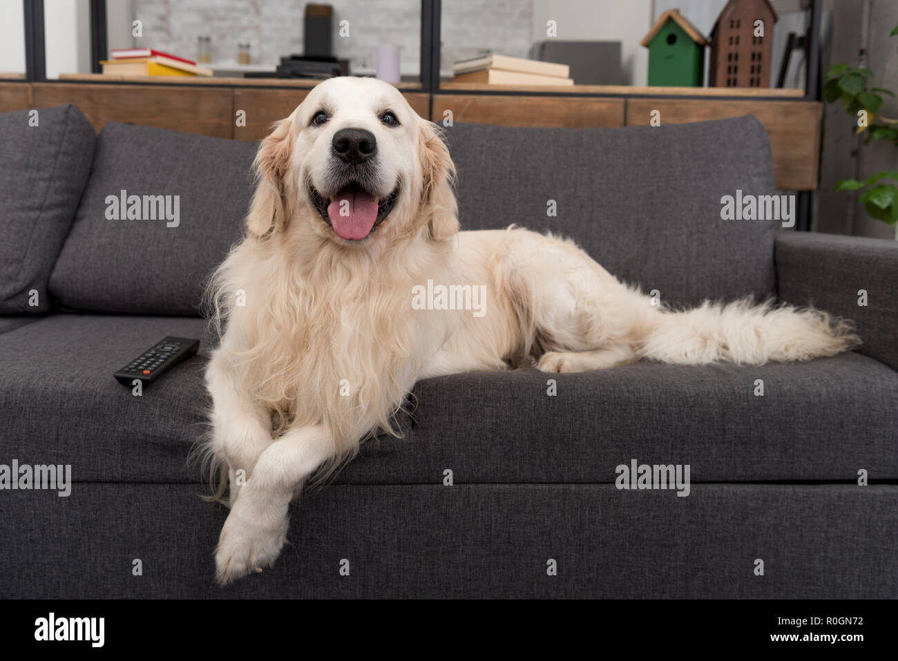 cute golden retriever lying on couch with tv remote control and looking at camera Stock Photo
