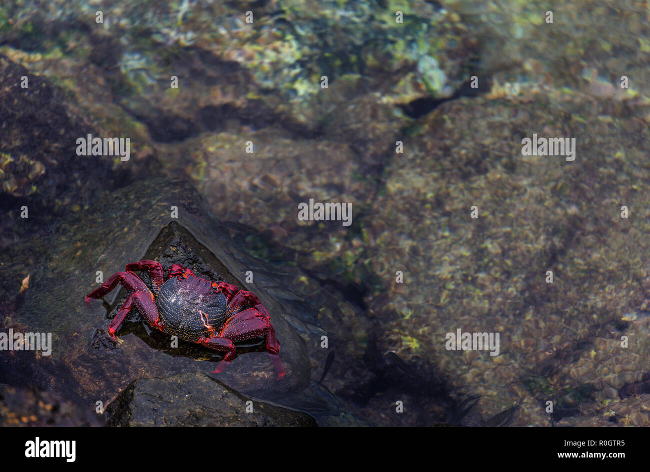 Red crab on black volcanic rock. Stock Photo