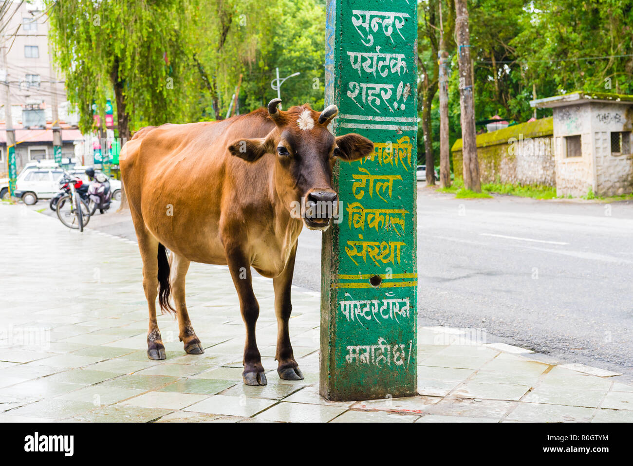 Pokhara, Nepal - July 31, 2018 : Street view in Pokhara town, Nepal. Cow is the national animal, considered sacred in Hinduism religion Stock Photo - Alamy Pokhara, Nepal - July 31, 2018 : Street view in Pokhara town, Nepal. Cow is the national animal, considered sacred in Hinduism religion Stock Photo - Alamy