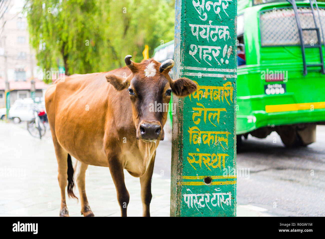 Pokhara, Nepal - July 31, 2018 : Street view in Pokhara town, Nepal. Cow is the national animal, considered sacred in Hinduism religion Stock Photo - Alamy Pokhara, Nepal - July 31, 2018 : Street view in Pokhara town, Nepal. Cow is the national animal, considered sacred in Hinduism religion Stock Photo - Alamy