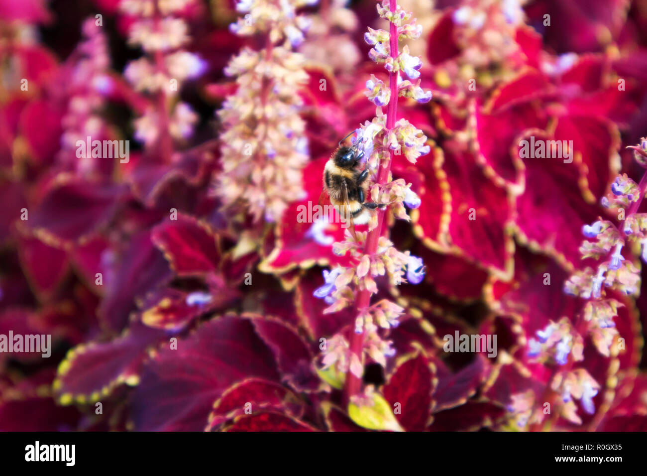 Cute thick bumble bee gathering honey in thickets of red сoleus Stock Photo