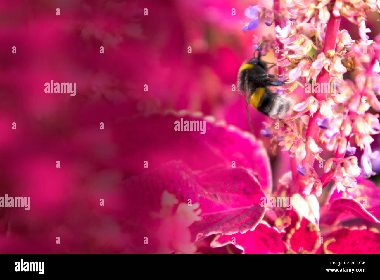 Cute thick bumble bee gathering honey in thickets of red сoleus, may be used as mock up with space for text Stock Photo