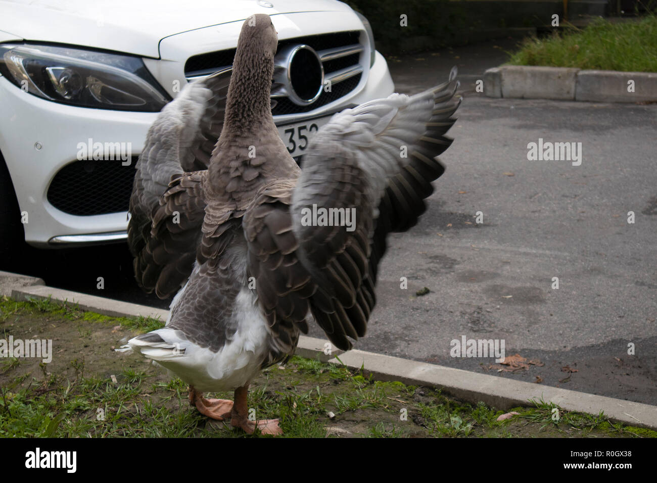 Funny brown goose flapping wings on the urban street near the white modern car Stock Photo