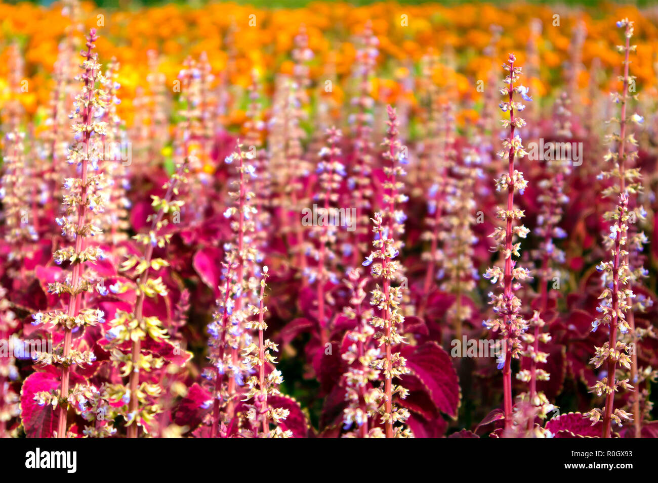 Urban flower bed with dense thickets of blooming red coleus and marigolds Stock Photo