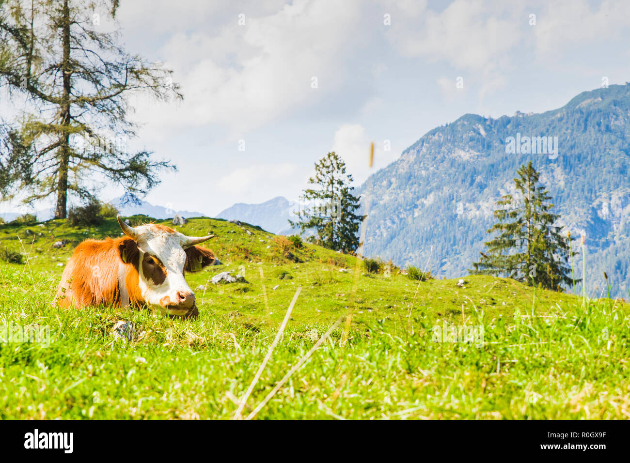 cows in the green meadows of the alps in Europe Stock Photo - Alamy