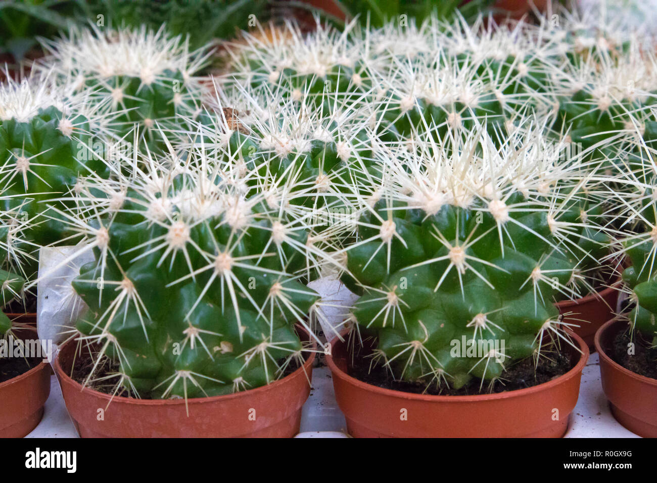 Different kinds of cacti growing in a plastic pots exhibited in gardening shop Stock Photo