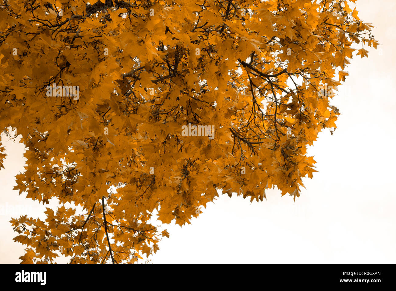 Autumn romantic background with golden maple leaves isolated on white ...