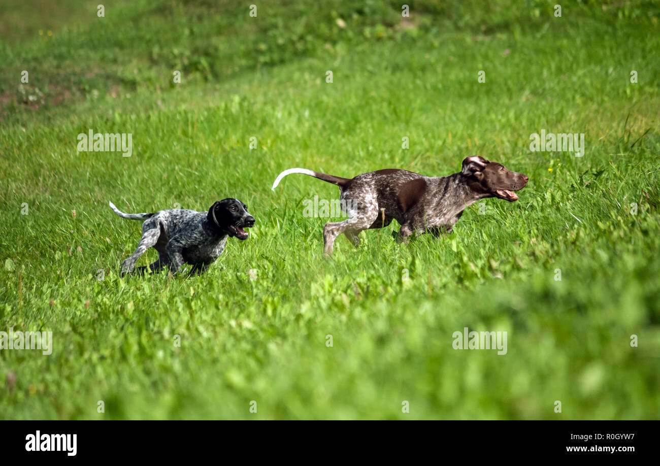 german shorthaired pointer, kurtshaar two spotted little puppy, black and brown in a white spot, playing on the grass together, funny muzzles, sunny Stock Photo