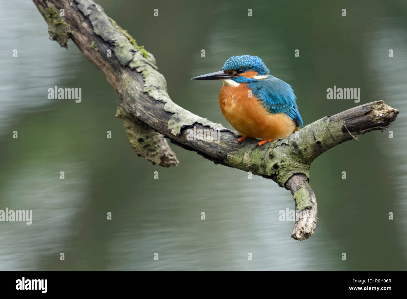 Eurasian Kingfisher / Eisvogel  ( Alcedo atthis ), male bird, perched on a branch close above the water above a mirroring tree, wildlife, Europe. Stock Photo