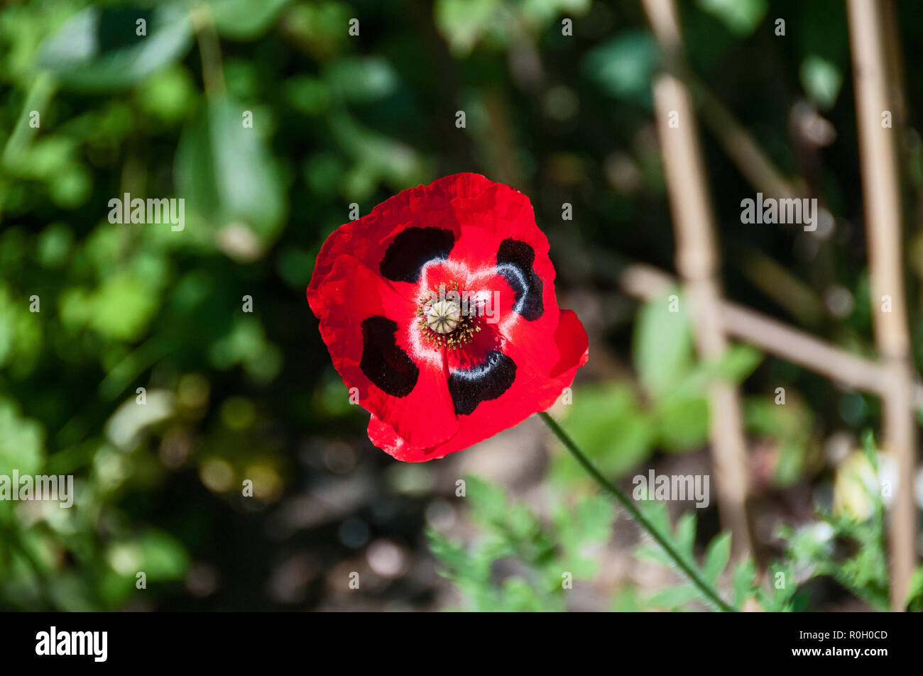 Around the UK - The Poppy - after the First World War, the poppy was adopted as a symbol of Remembrance. Stock Photo