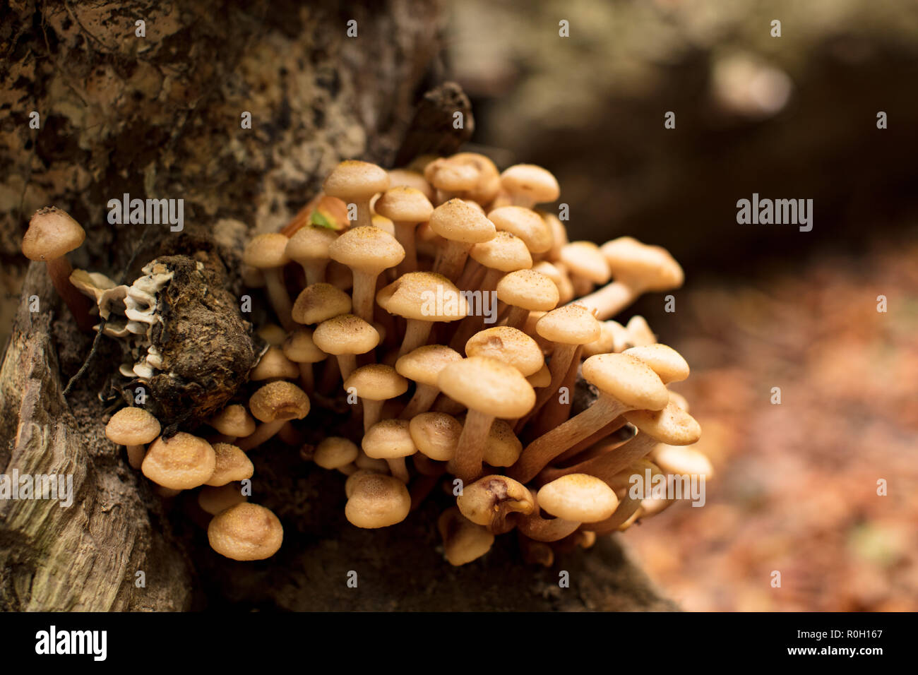 Mushrooms in a forest, Pilze im Wald Stock Photo