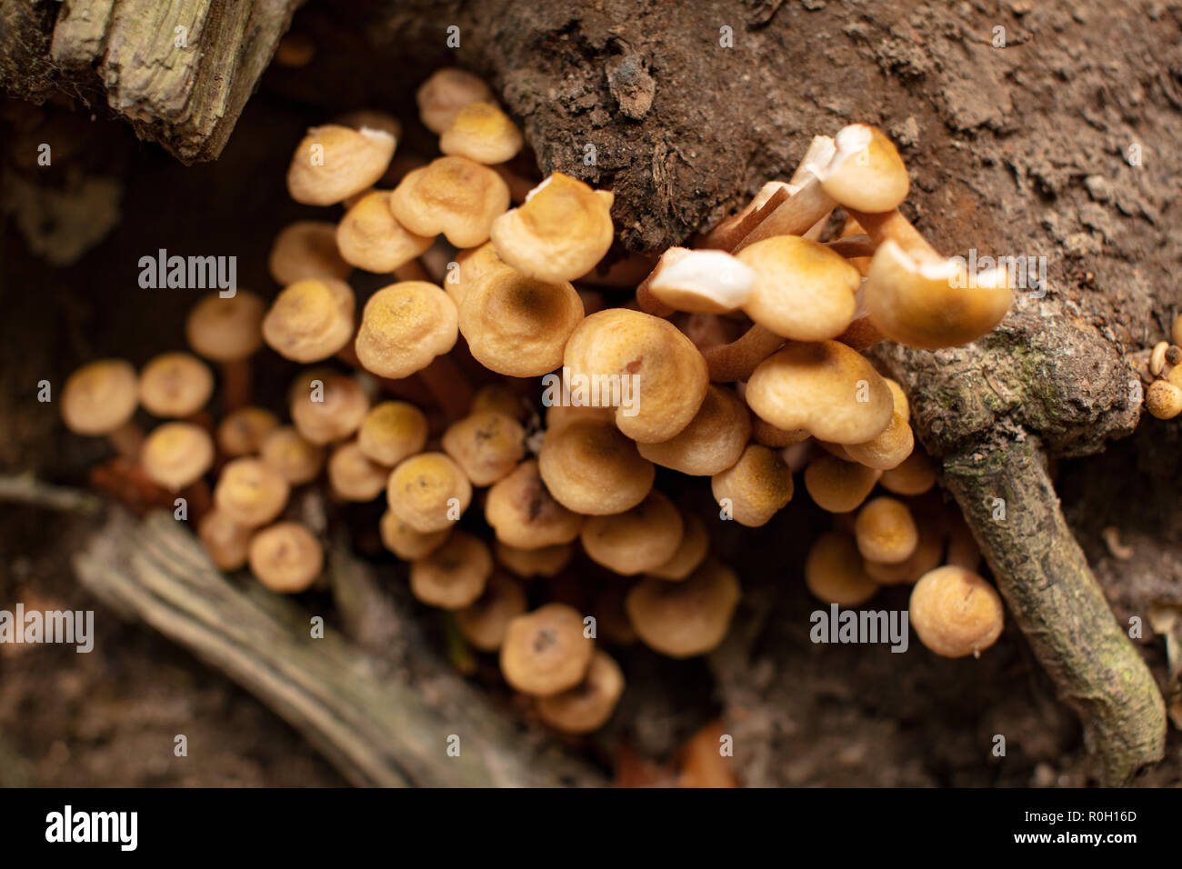 Mushrooms in a forest, Pilze im Wald Stock Photo
