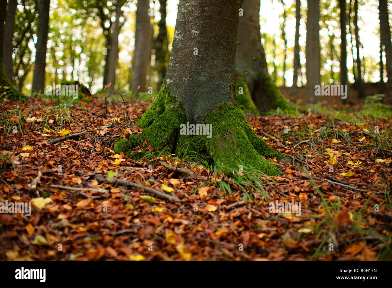 Forest, Rügen East Germany Stock Photo