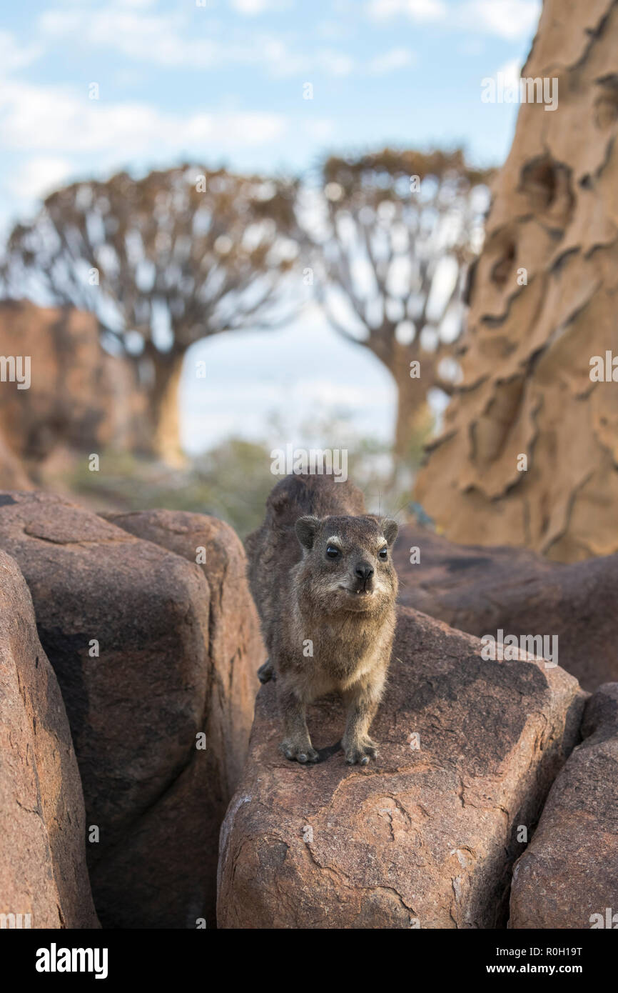 Rock hyrax (Procavia capensis), Quiver Tree Forest, Keetmanshoop, Namibia, Stock Photo