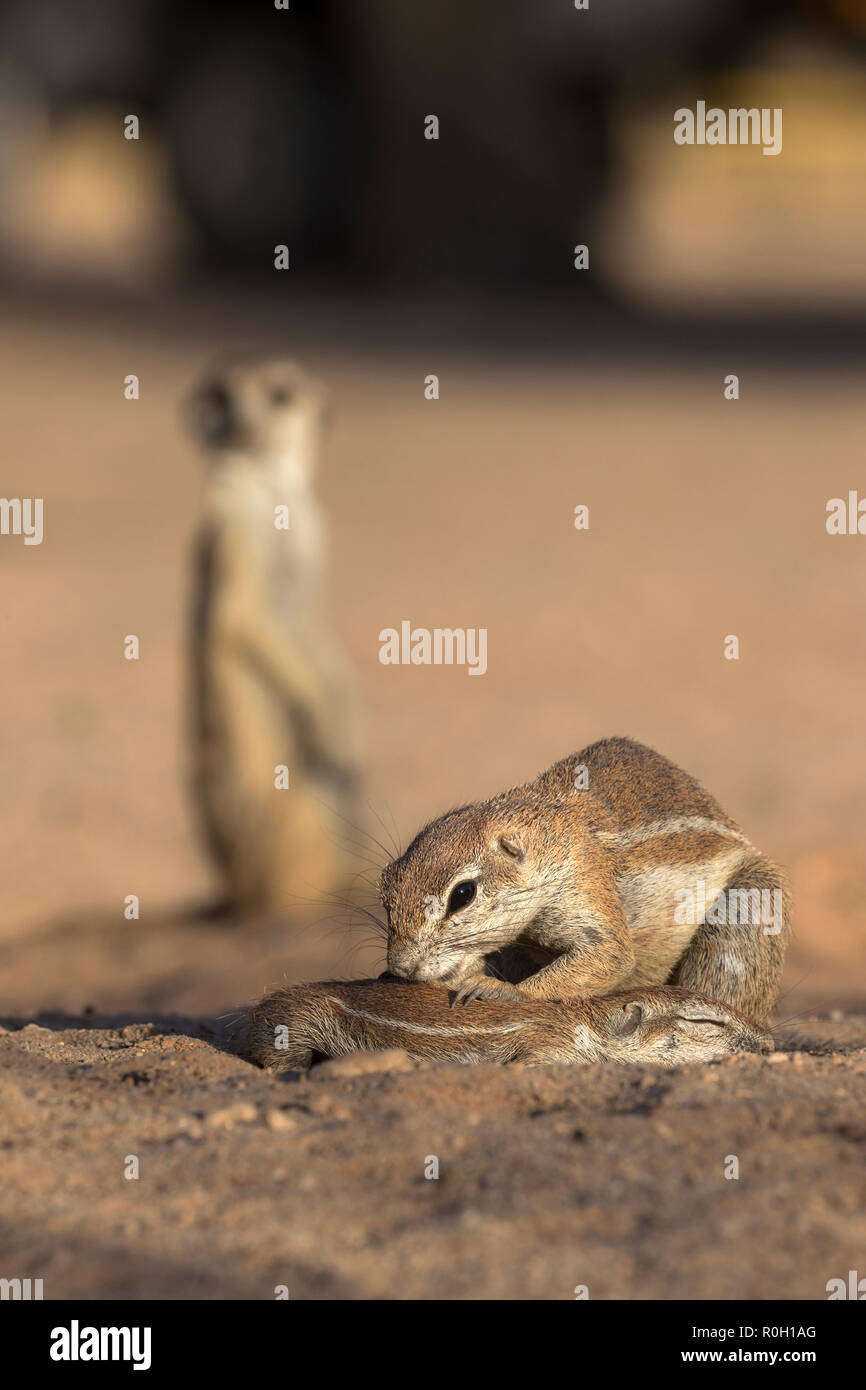 Ground squirrels (Xerus inauris) grooming watched by a meerkat (Suricata suricatta), Kgalagadi Transfrontier Park, Northern Cape, South Africa Stock Photo