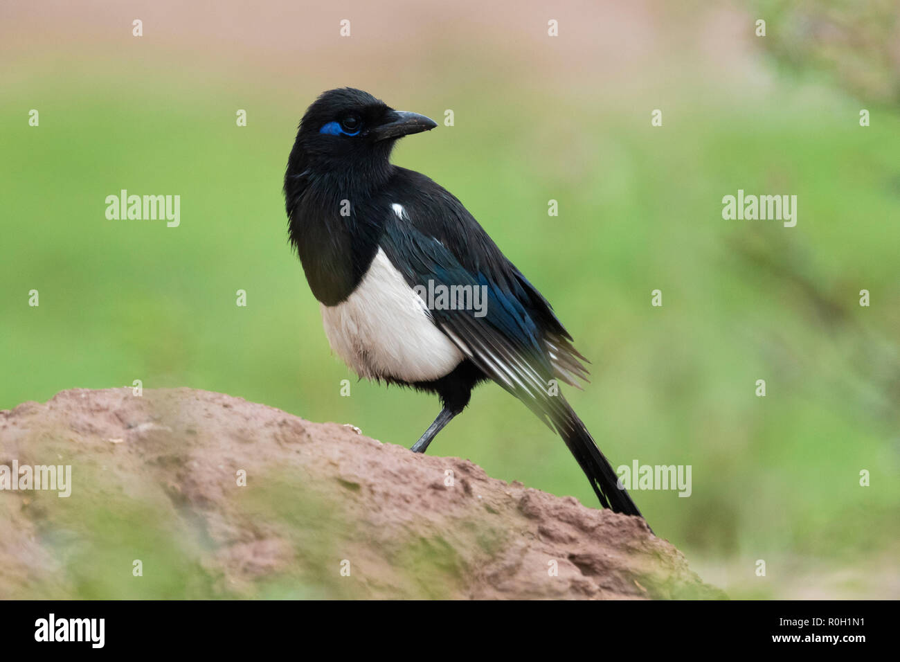 Maghreb Magpie (Pica pica mauritanica), adult standing on the ground in Morocco Stock Photo