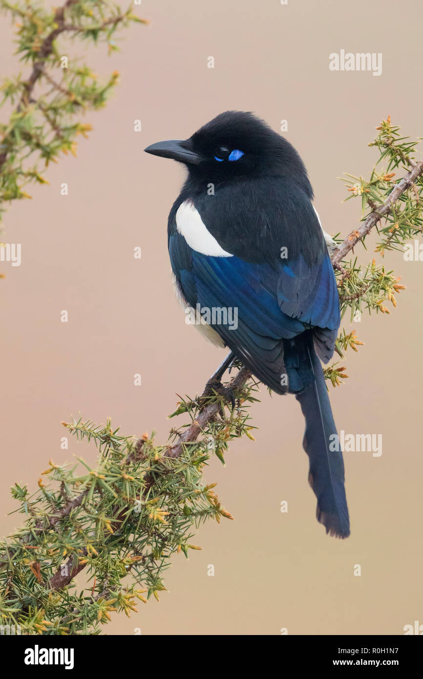 Maghreb Magpie (Pica pica mauritanica), back view of an adult perched on a branch Stock Photo