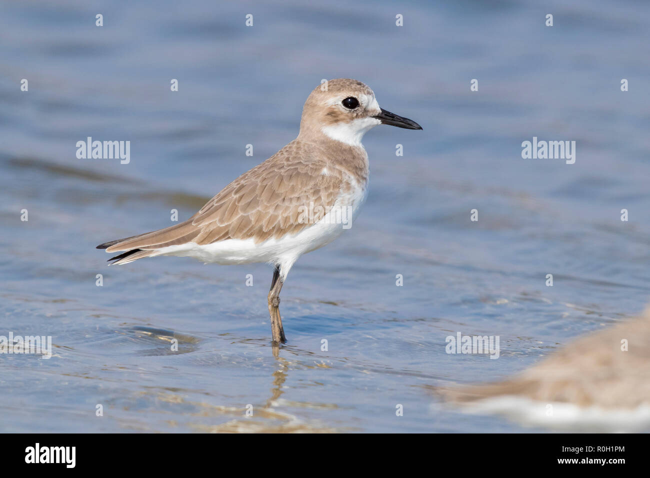 Greater Sand Plover (Charadrius leschenaultii), side view of an adult in winter plumage in Oman Stock Photo