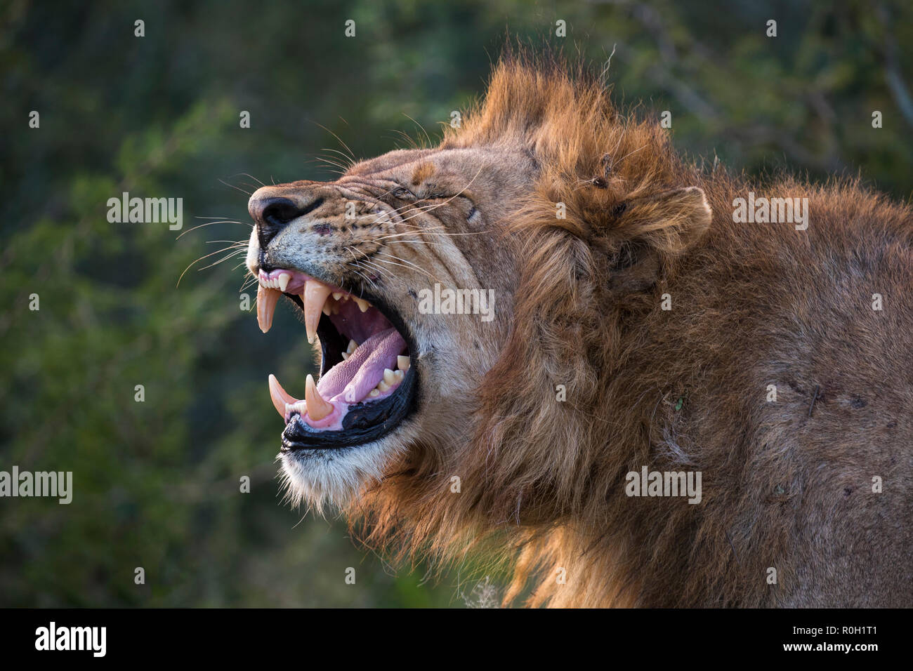 Lion (Panthera leo) showing flehmen grimace, Zimanga private game reserve, KwaZulu-Natal, South Africa, June 2018 Stock Photo