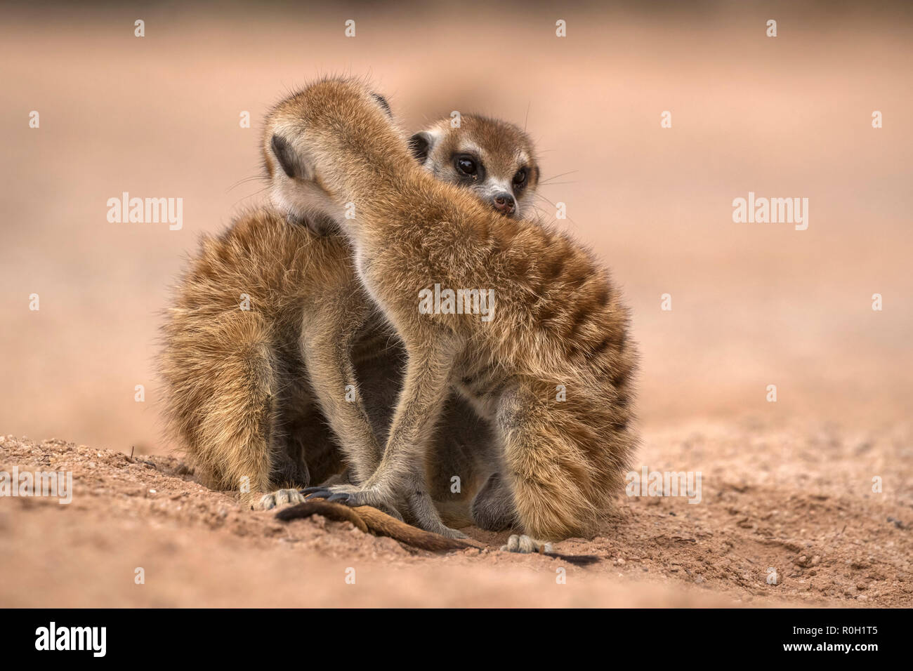 Meerkats (Suricata suricatta) grooming, Kgalagadi Transfrontier Park, South Africa Stock Photo