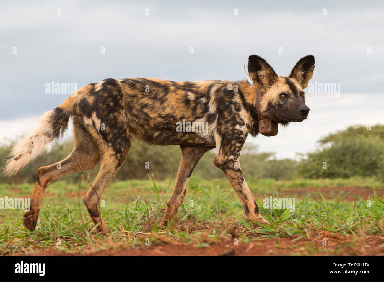 African wild dog (Lycaon pictus) with radiocollar, Zimanga private game reserve, KwaZulu-Natal, South Africa Stock Photo