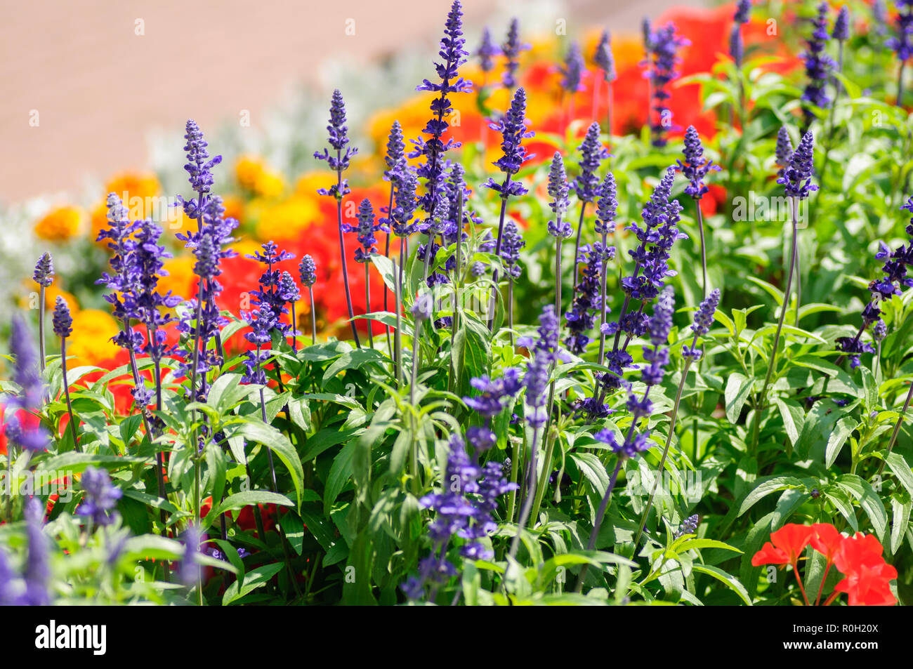 Flower carpet in city center. Lavender, begonia colorful flowers on the street. Bright in summer Stock Photo