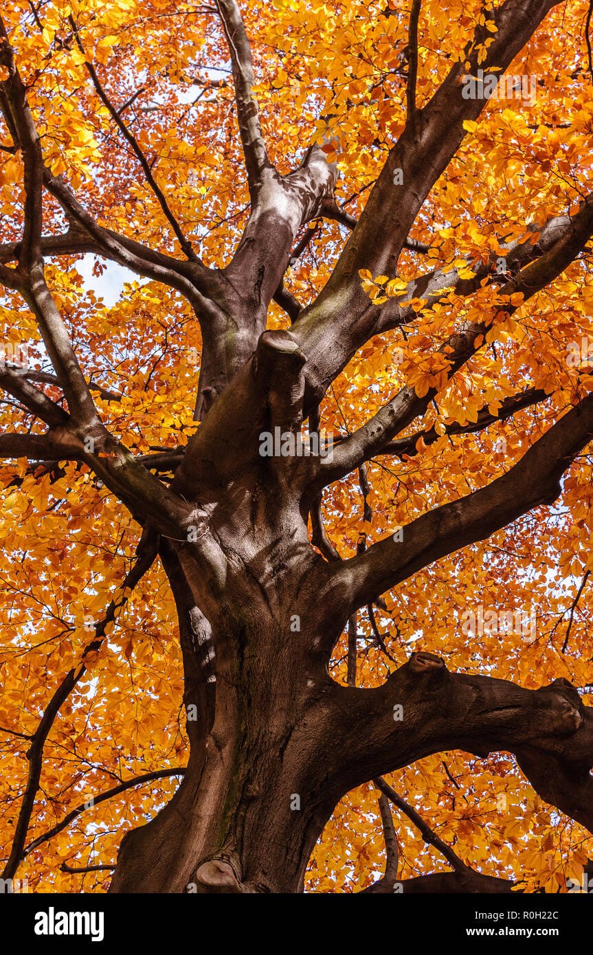 Autumn beech tree with yellow red leaves Stock Photo - Alamy