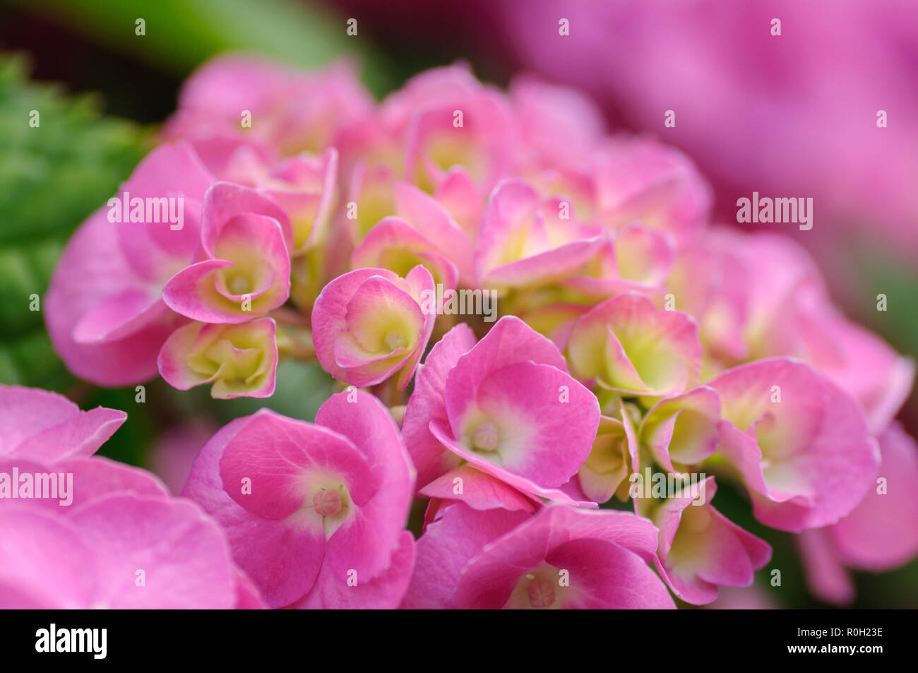 Blossom of Pink with yellow green center hydrangeas on natural ...