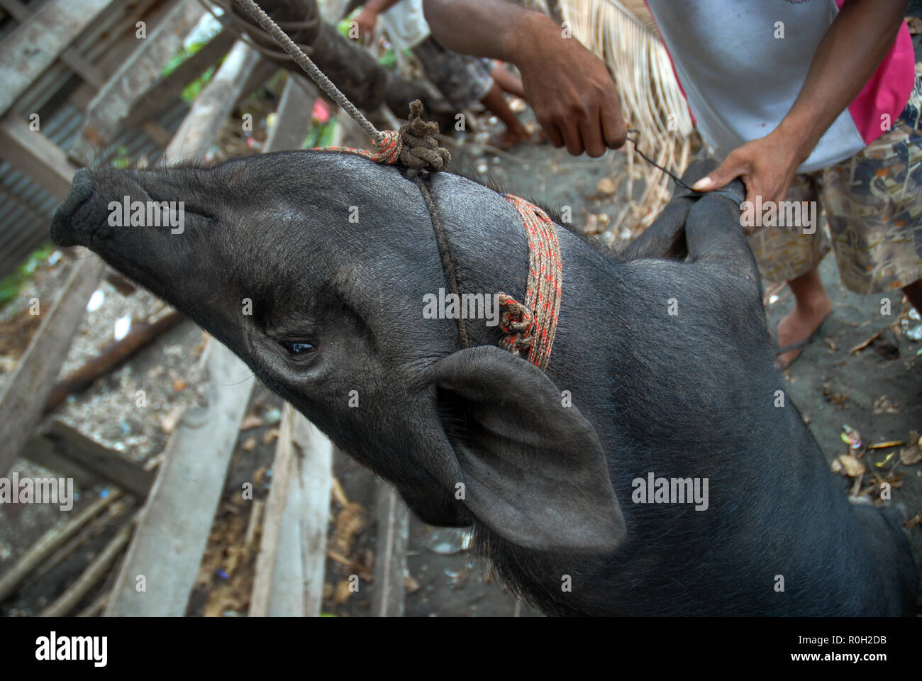 A newly slaughtered pig after it was hanged, Honiara, Solomon Islands ...
