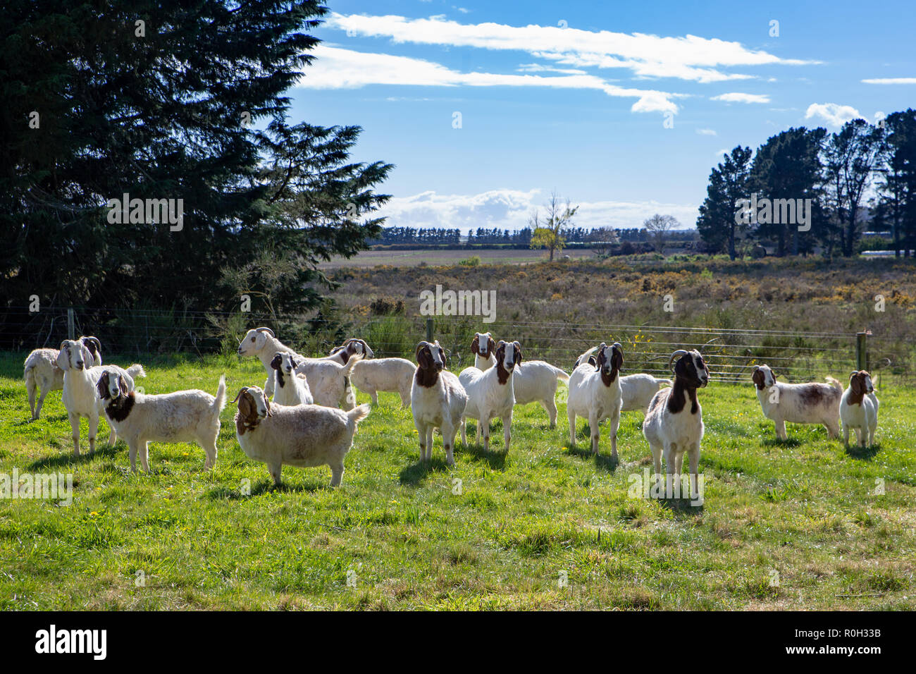 A herd of brown and white goats in a field enjoying the sunny spring day Stock Photo