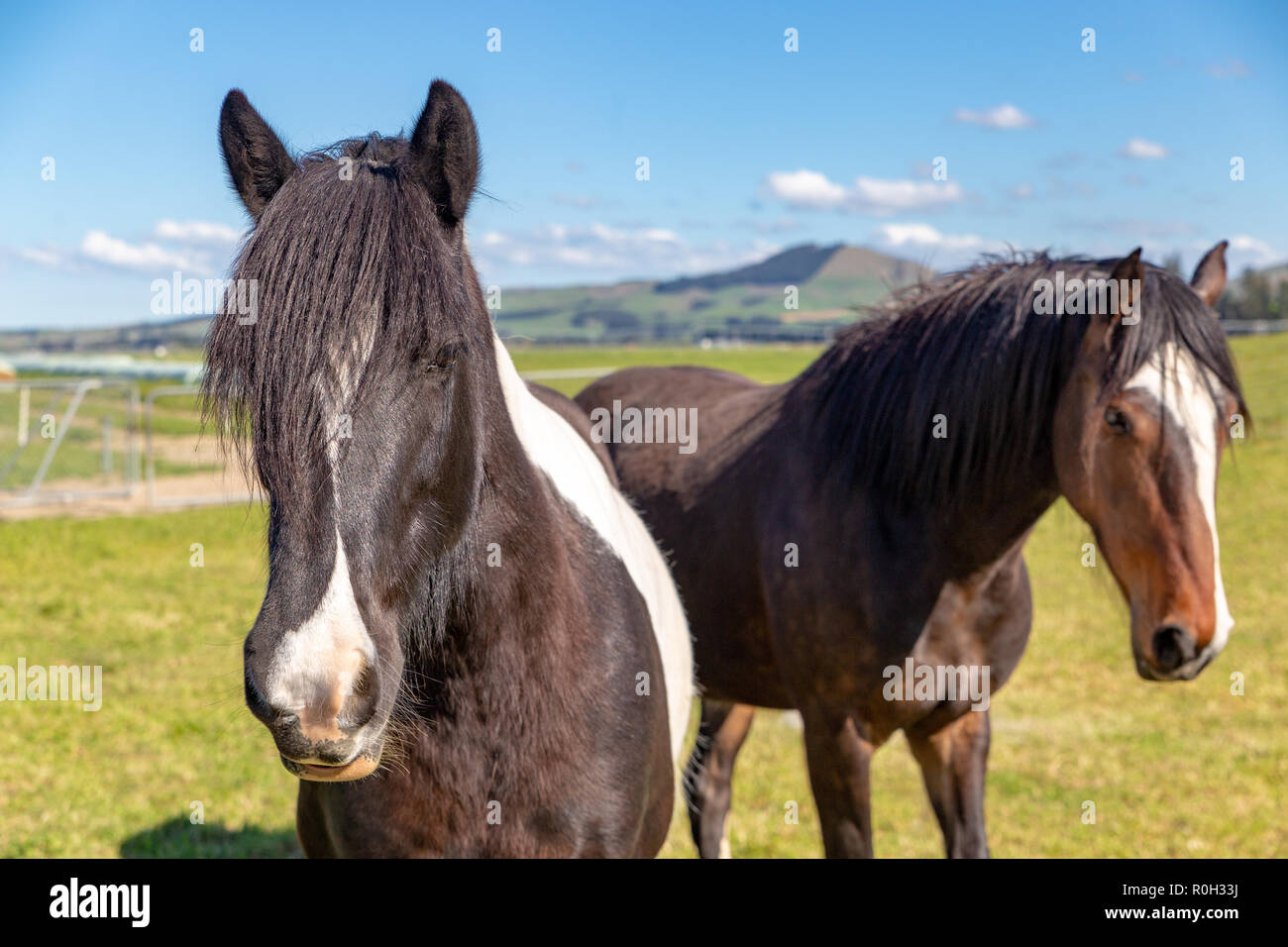Two curious brown and white horses in a rural field come over to the fence Stock Photo