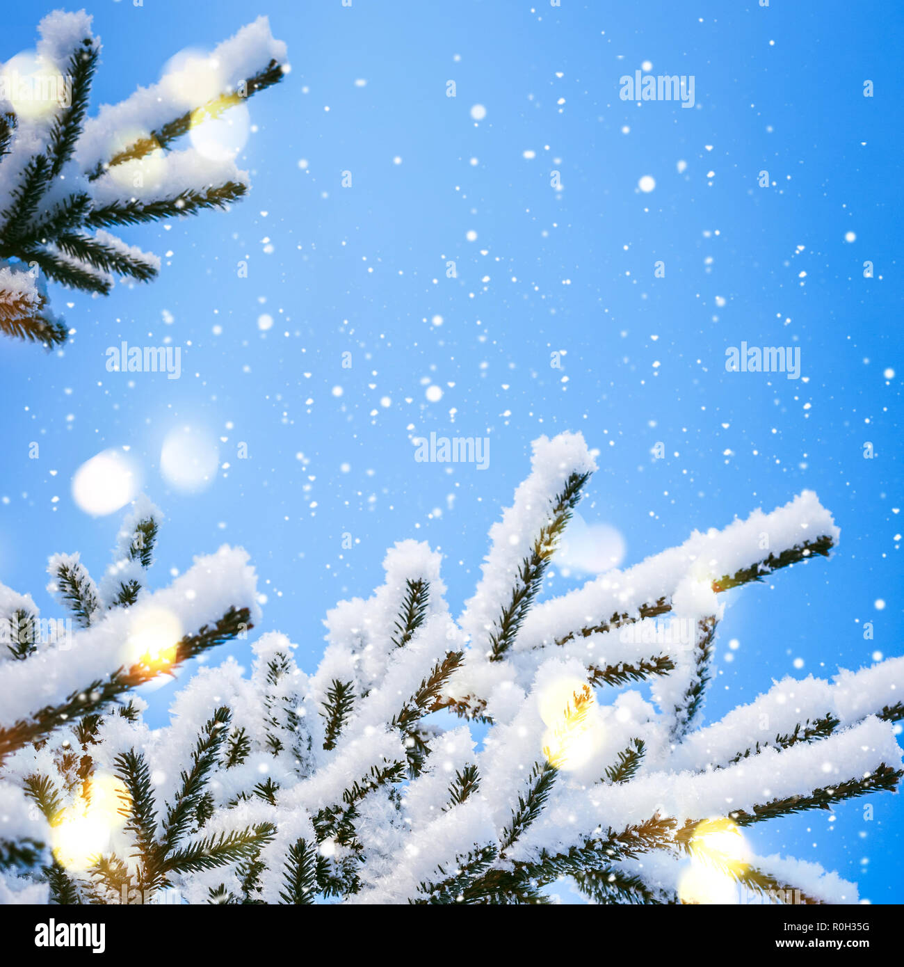 Snow coniferous branches lights hi-res stock photography and images - Alamy