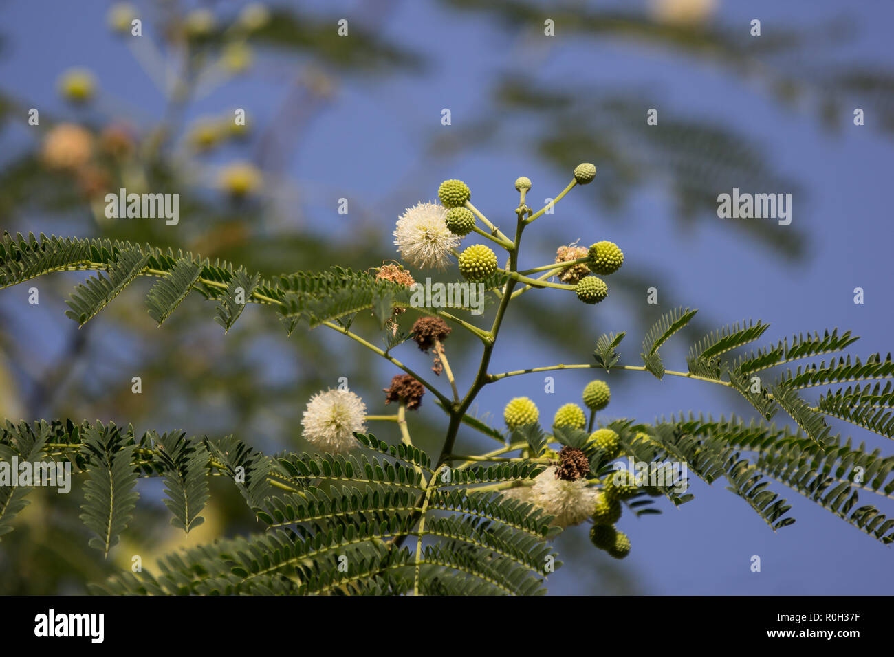 Flower of Horse tamarind tree, Leucaena fruit ,White Popinac Wildflowers Stock Photo