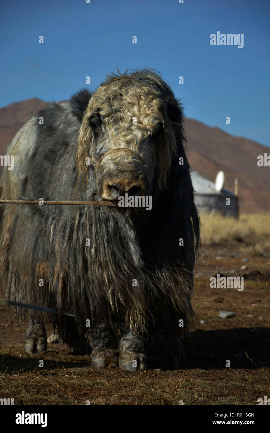 Western Mongolia Stock Photo