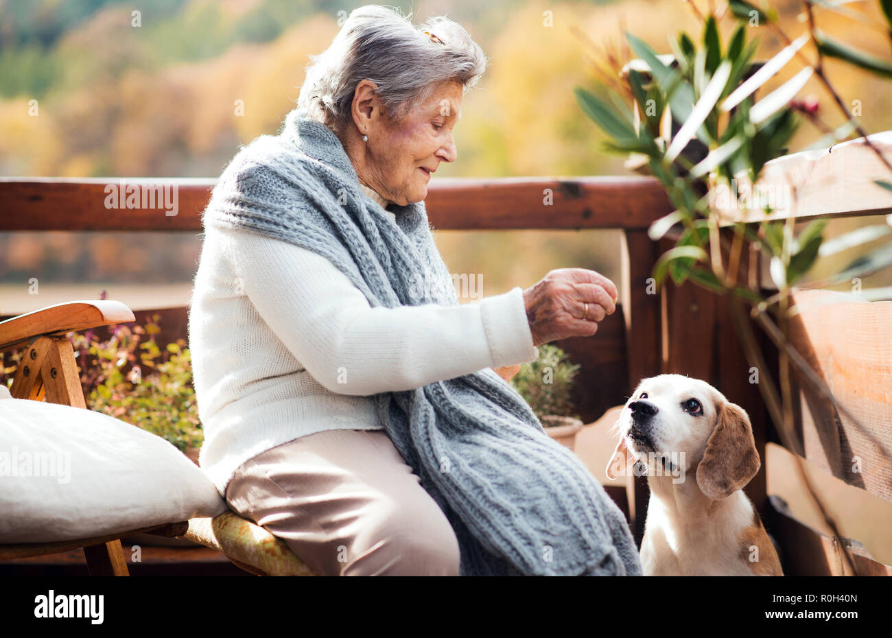 An elderly woman with a dog sitting outdoors on a terrace on a sunny day in autumn. Stock Photo