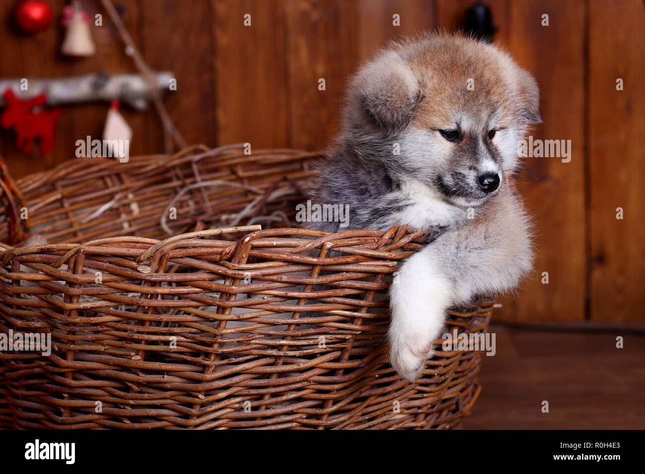 Akita-inu puppy lies over wood background Stock Photo