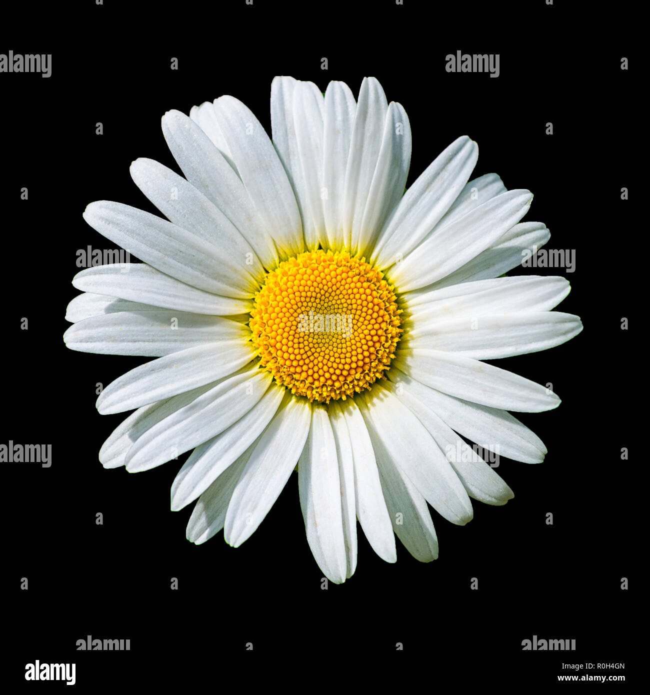 Blooming daisy flower isolated on the black background Stock Photo - Alamy