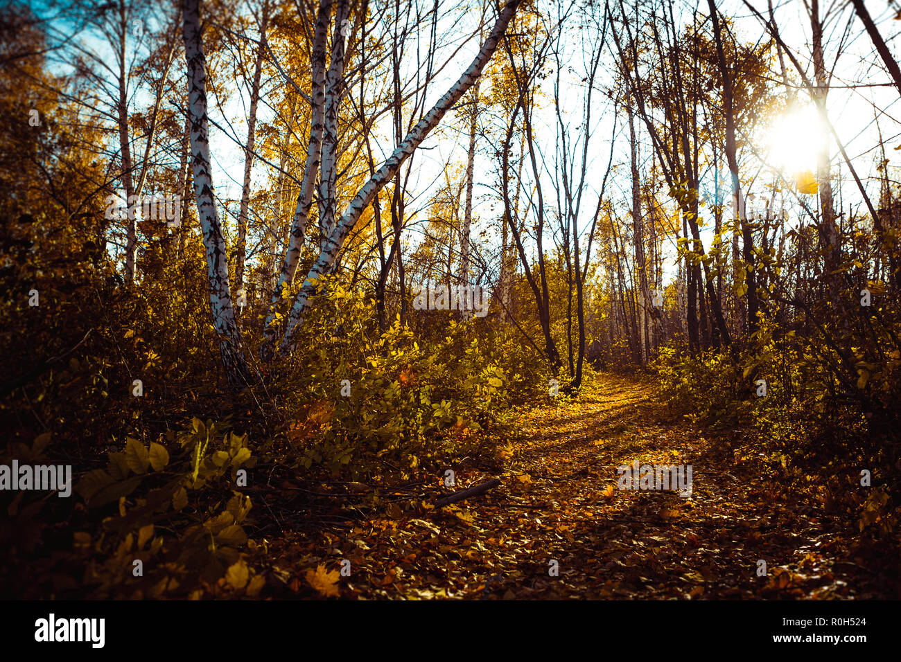 Orange yellow tree leaf forest autumn beauty nature Stock Photo - Alamy