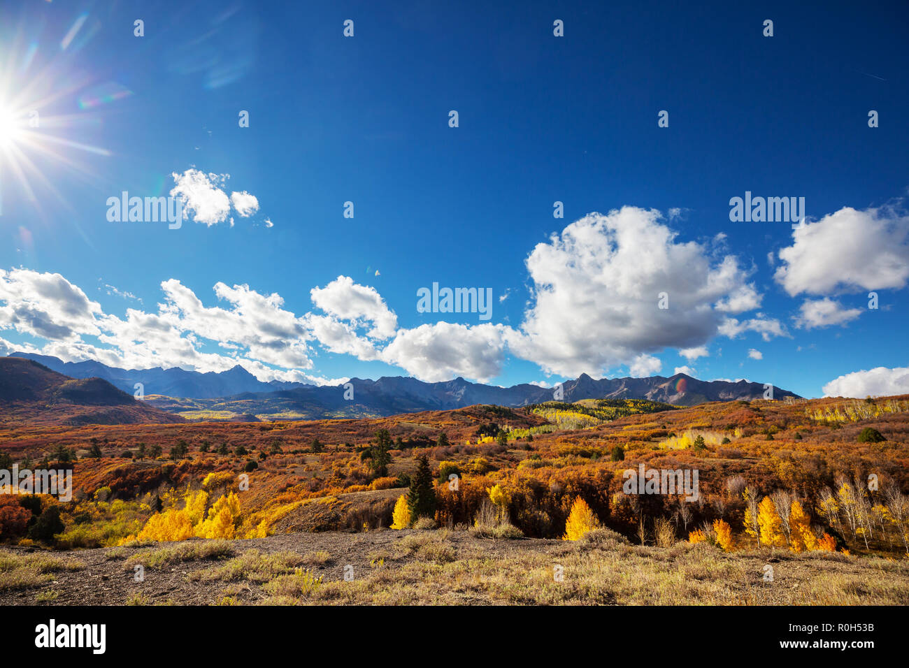 colorful-yellow-autumn-in-colorado-united-states-fall-season-stock