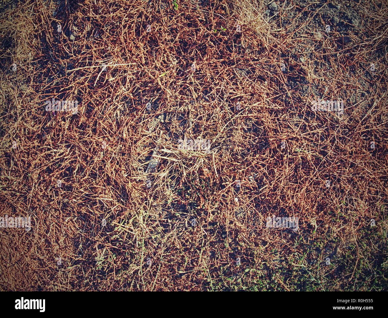 Sun burnt green. Stalks of dry grass in extreme hot summer. Dryness ...