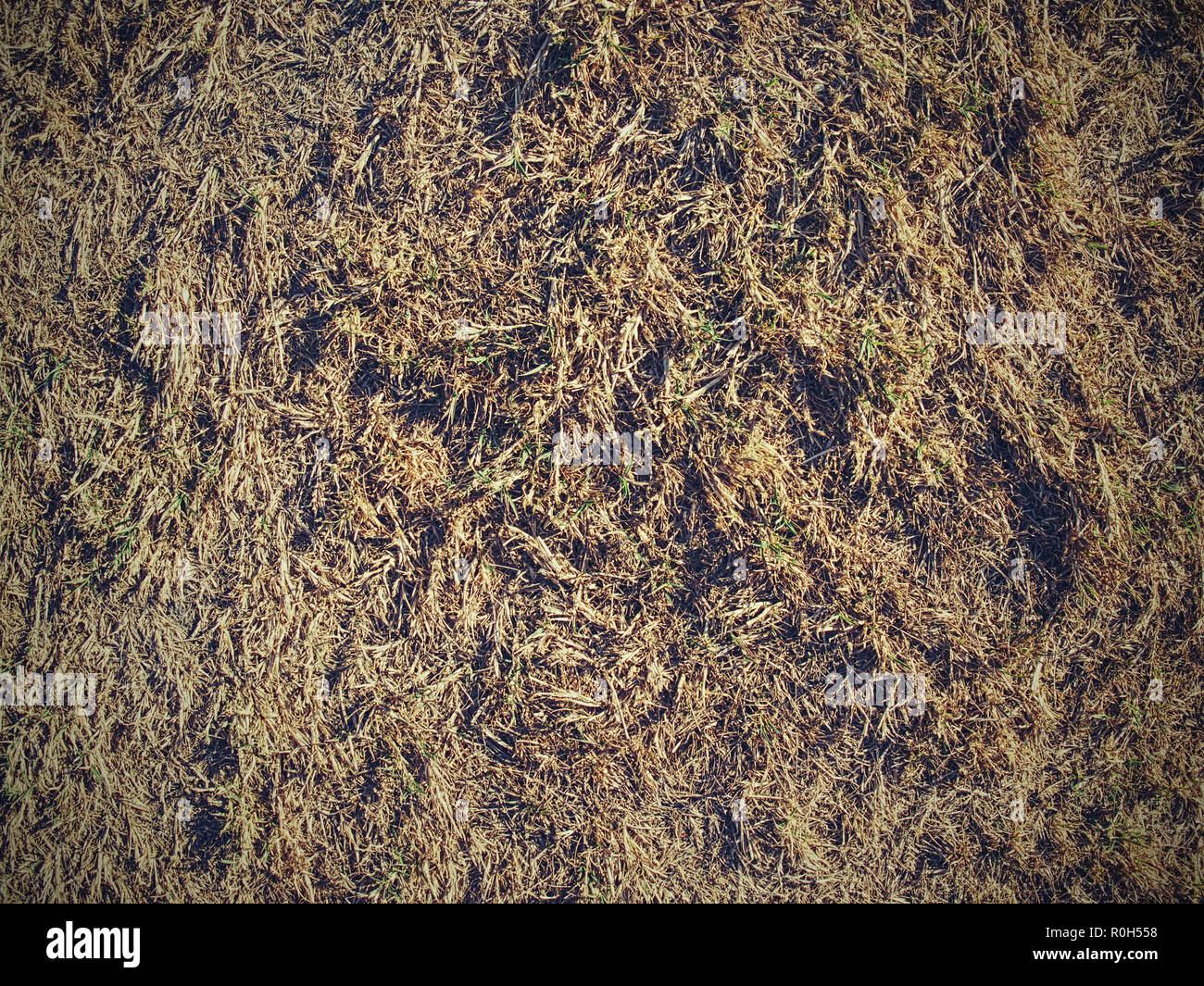 Sun burnt green. Stalks of dry grass in extreme hot summer. Dryness ...
