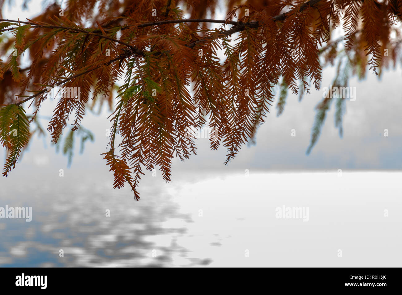 Autumn trees in backlight - Herbstbäume im Gegenlicht - Alberi autunnali in controluce Stock Photo