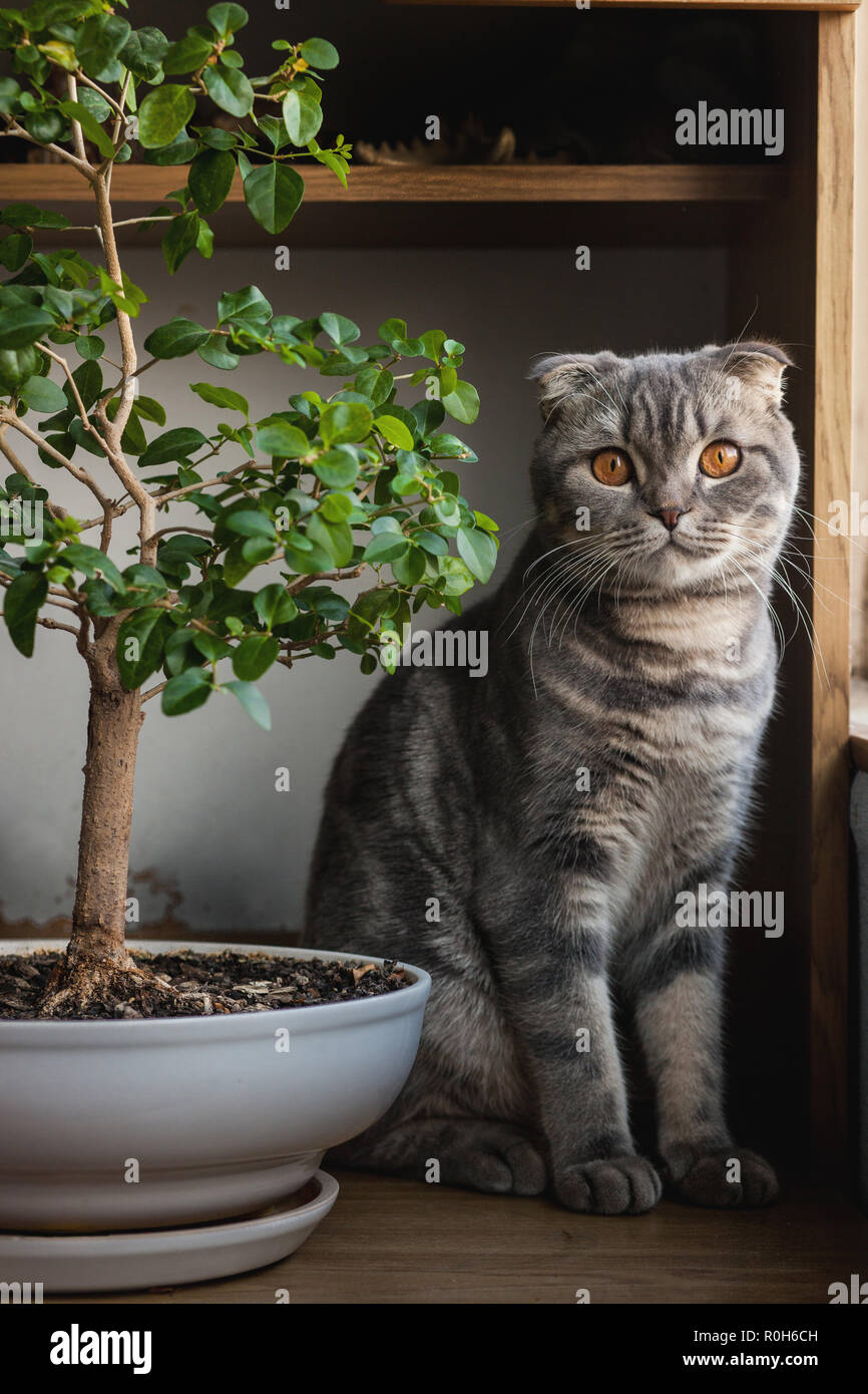 Amber tea yellow eyes cat breed Scottish Fold close-up. Cat smoky gray color blue Stock Photo