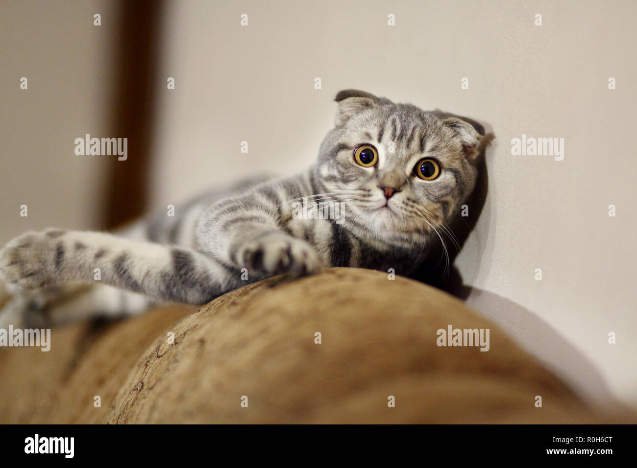 Grey cat looking at camera and sitting on a sofa Stock Photo