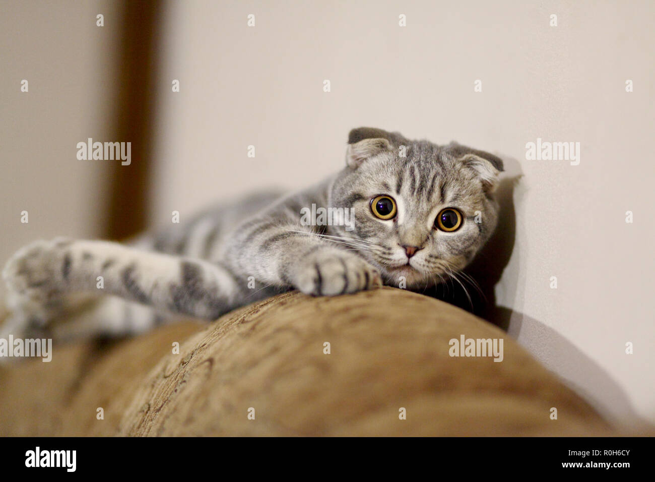 Grey cat looking at camera and sitting on a sofa Stock Photo