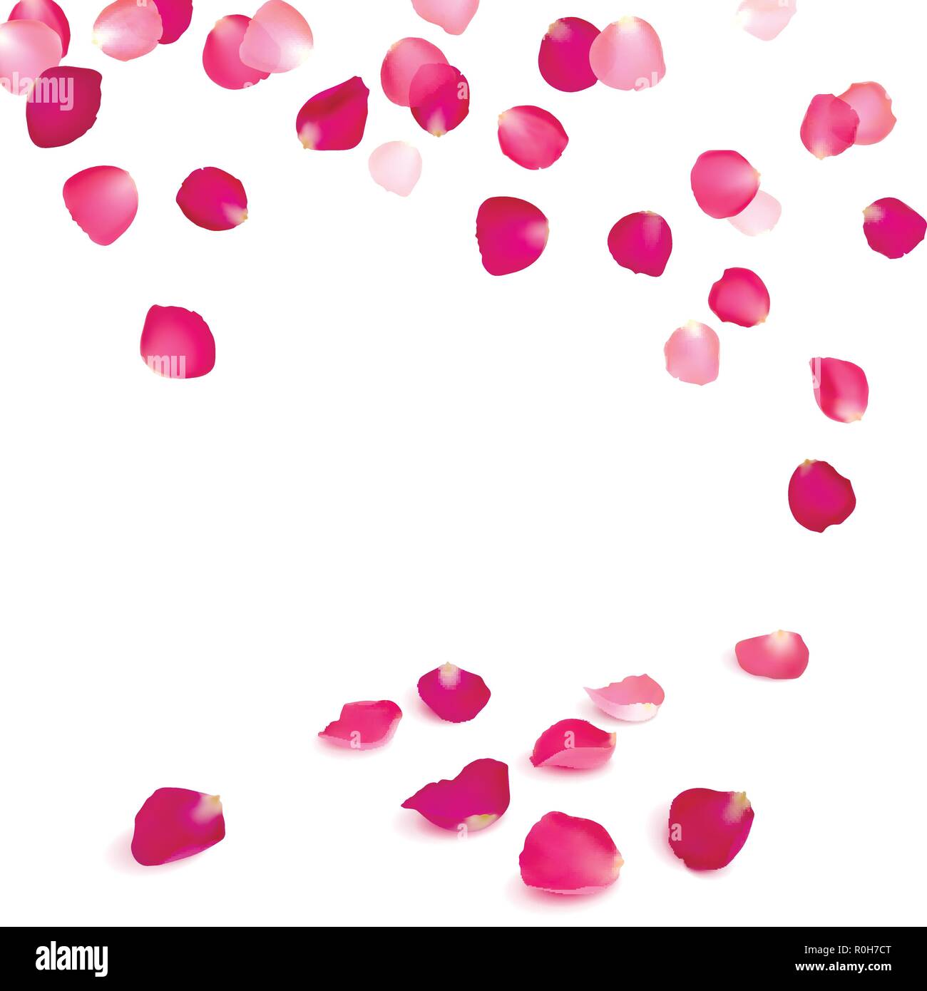 falling petals of pink roses on a white background Stock Vector Image & Art  - Alamy